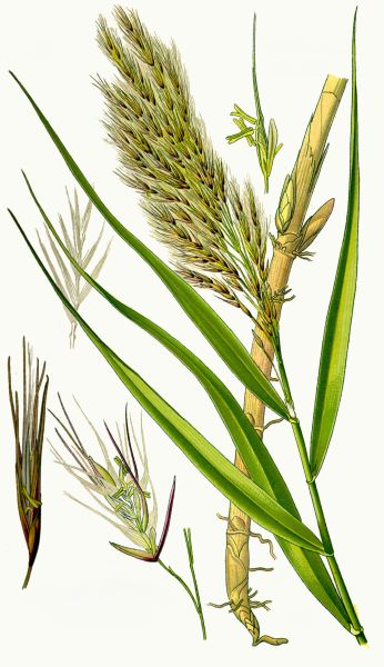 File:Cantuim Illustration 01.jpg