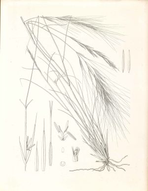 Belerde Illustration