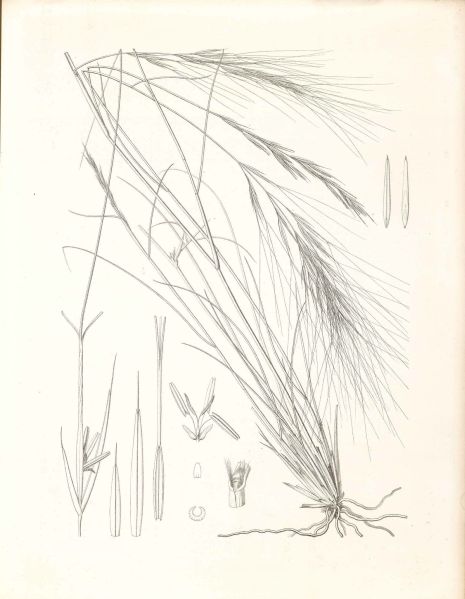 File:Belerde Illustration 01.jpg