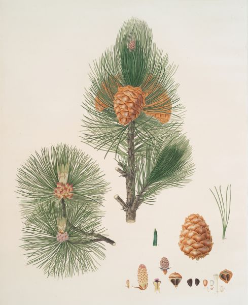 File:Payalwan Pine 01.jpg