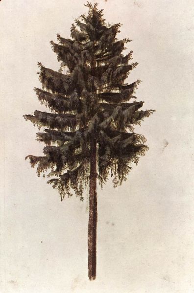 File:Avoredo Tree.jpg