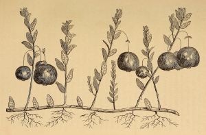 Talme Illustration