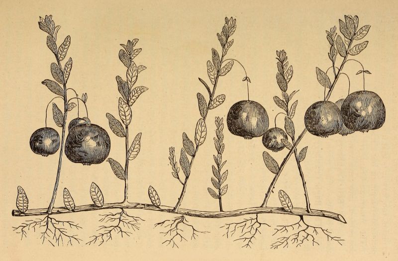 File:Talme Illustration 01.jpg