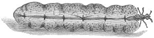 Etching of Jirna