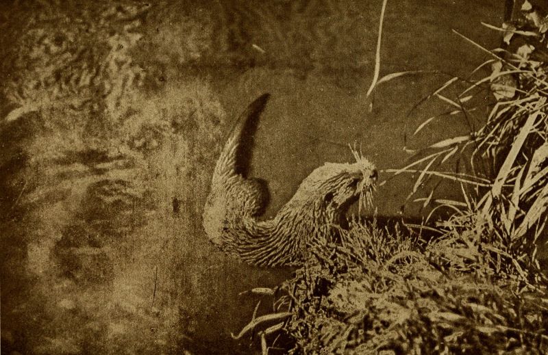 File:Mifajene Female 01.jpg