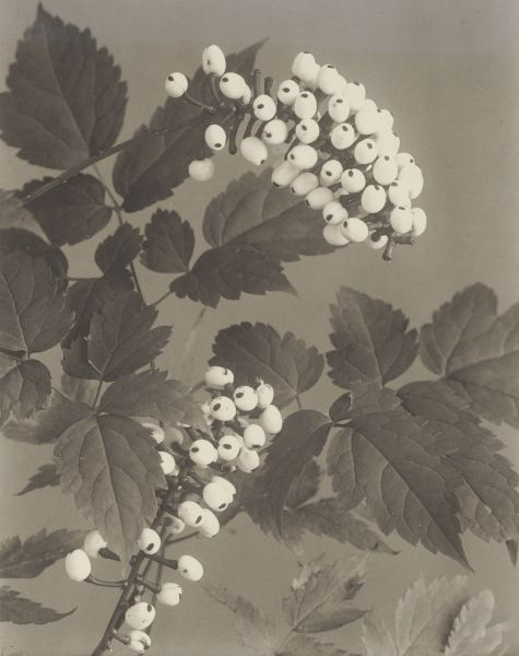 File:Elurbe Illustration 01.jpg