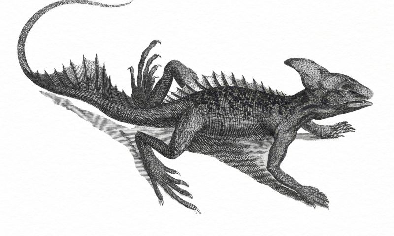 File:Jacas 01.jpg