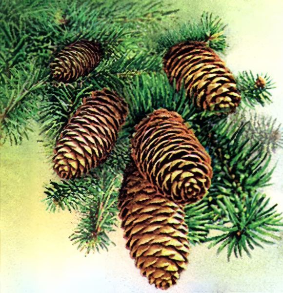 File:Payalwan Spruce 01.jpg