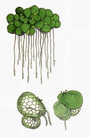 Urbilar Illustration