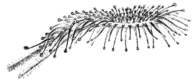 File:Ledel Illustration 01.jpg