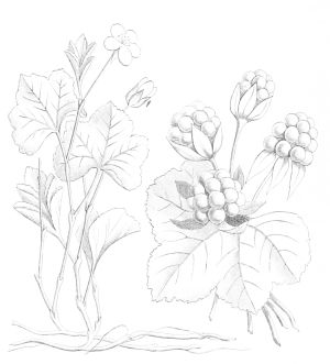Bagava fruit 01.jpg