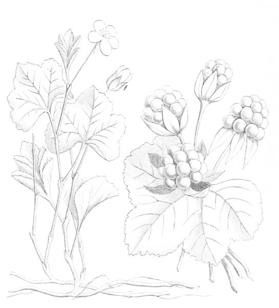 File:Bagava fruit 01.jpg