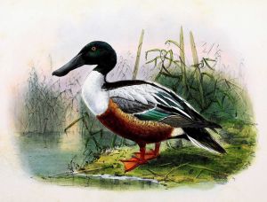 Illustration of a Mozeira