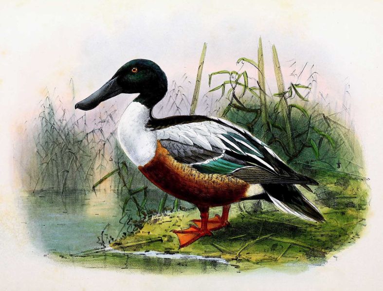 File:Mozeira Illustration 01.jpg