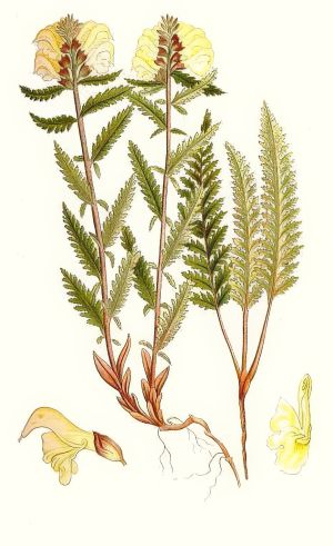 Brumerva illustration
