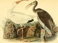 Hesperon Water bird native to the swamps of Balúrail.