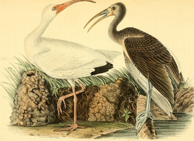 File:Lersum Drawing 01.jpg