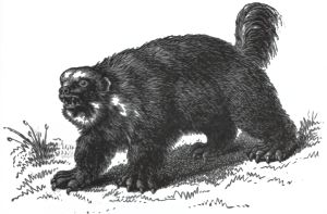 Palas Drawing 01.jpg