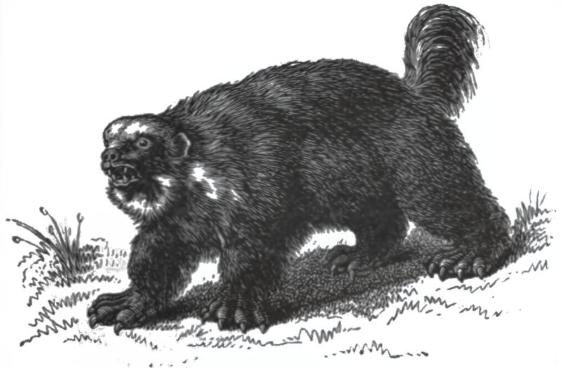 File:Palas Drawing 01.jpg