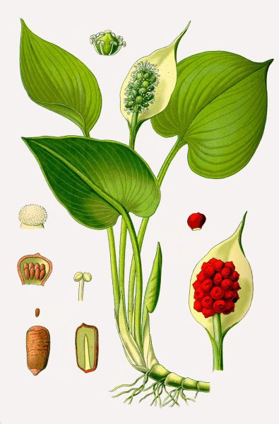 File:Elhos Illustration 01.jpg