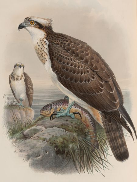 File:Falixe Drawing 01.jpg