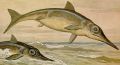 Salzes Large swimming reptiles of the lakes and rivers, known for leaping from the water.