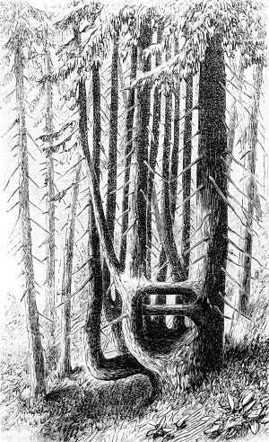 Allia tree 01.jpg