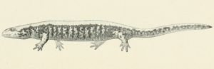 Scientific Illustration of a Lõirue