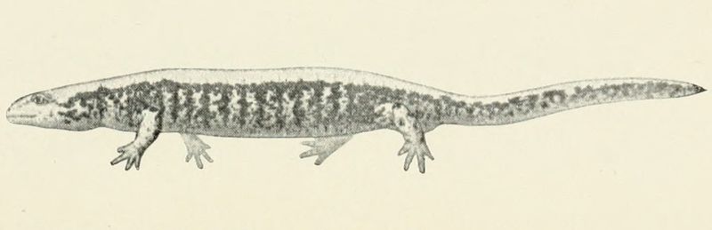 File:Lõirue Illustration 01.jpg