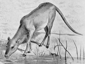 Drawing of a Xipho