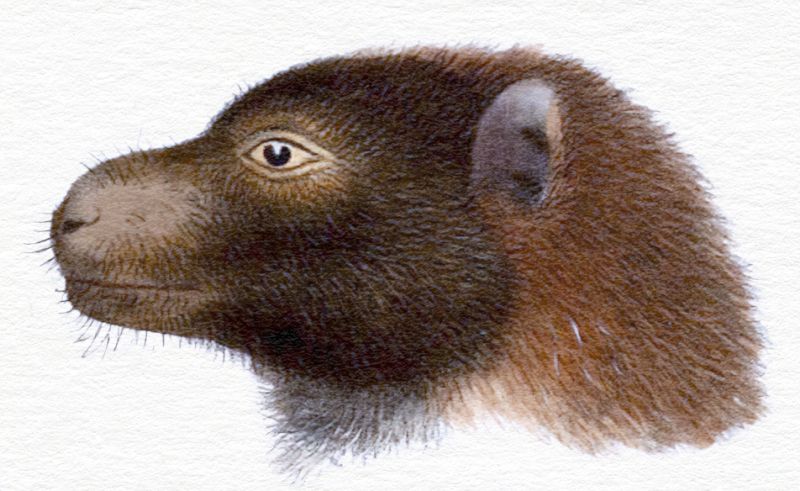 File:Female Mifajene.jpg