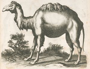 Camel Drawing