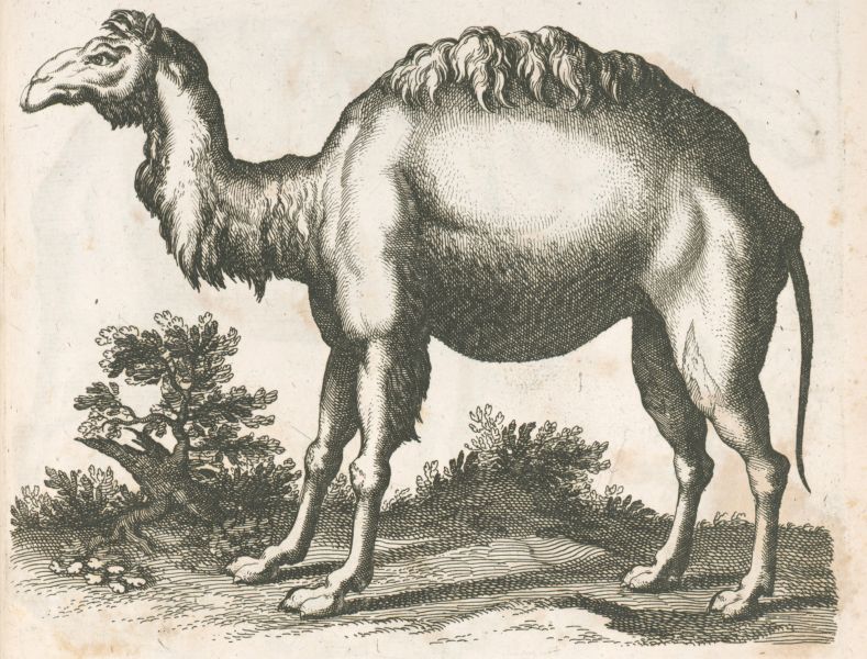 File:Camel Drawing.jpg