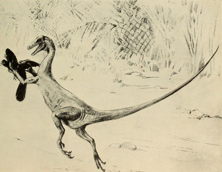 File:Warrior Qerem.jpg