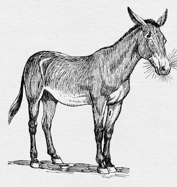 File:Irumi - Drawing 01.jpg