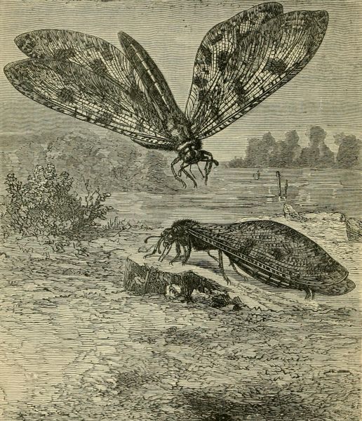 File:Quelotoxe Drawing.jpg