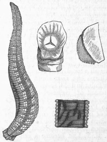 File:Oilsurga Drawing 01.jpg