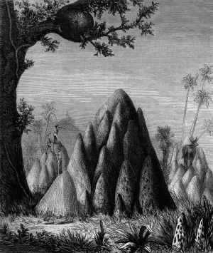 Termite Mounds.jpg