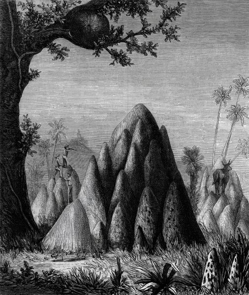 File:Termite Mounds.jpg