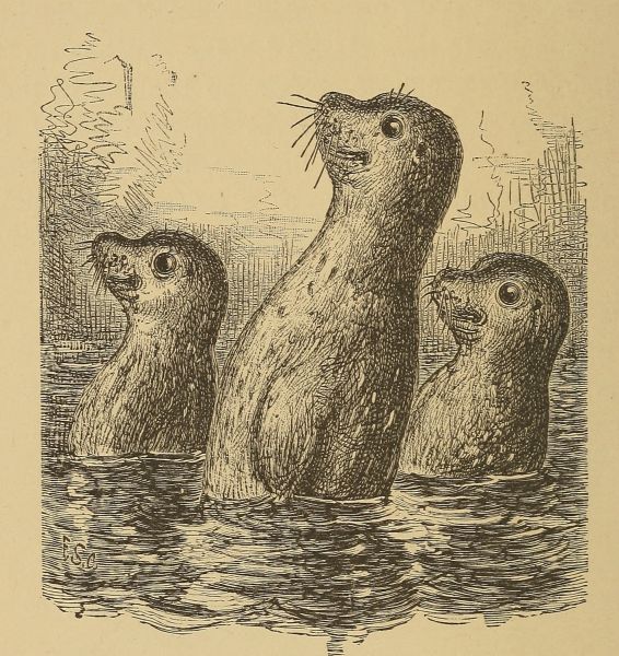 File:Olsendi Group.jpg