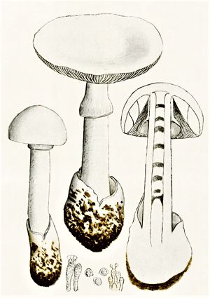 Porondo Illustration