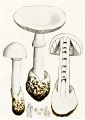 Porondo A fungus that grows on the borders of swamps. Its spores can invade a victim and kill them slowly, and it is cultivated for poison.
