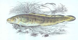 An illustration of an Ivearrê