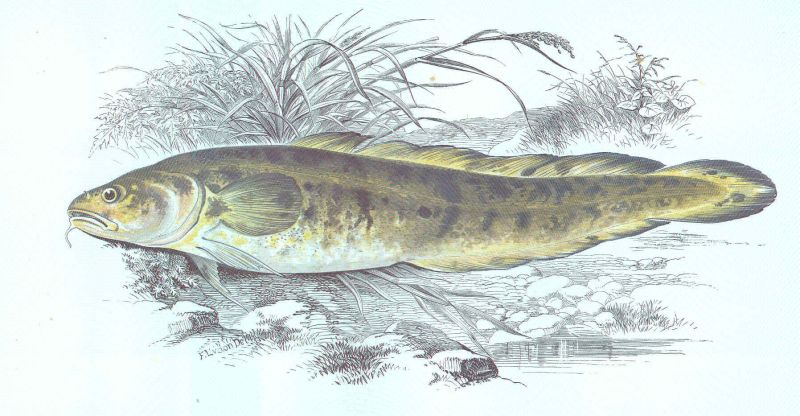 File:Ivearre Illustration 01.jpg