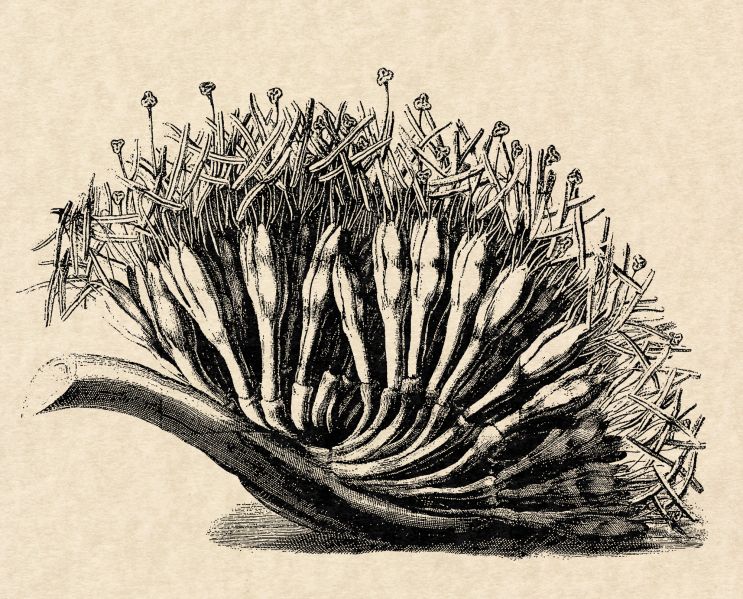 File:Alopa Blooms.jpg