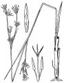 Espivar A saw grass of the open marshes, with blade-like leaves.