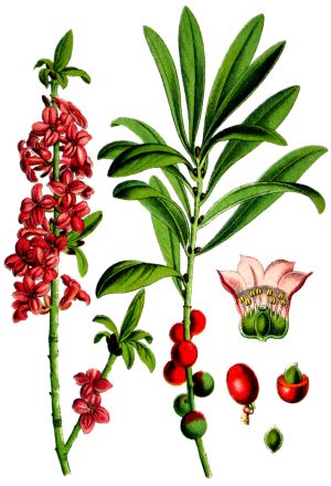 Ipuimbe illustration