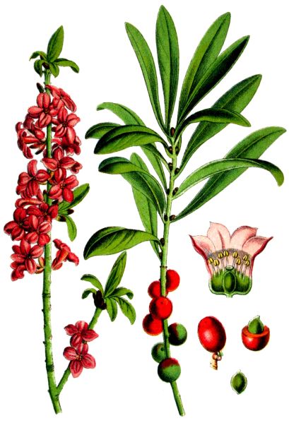 File:Ipuimbe 01.jpg