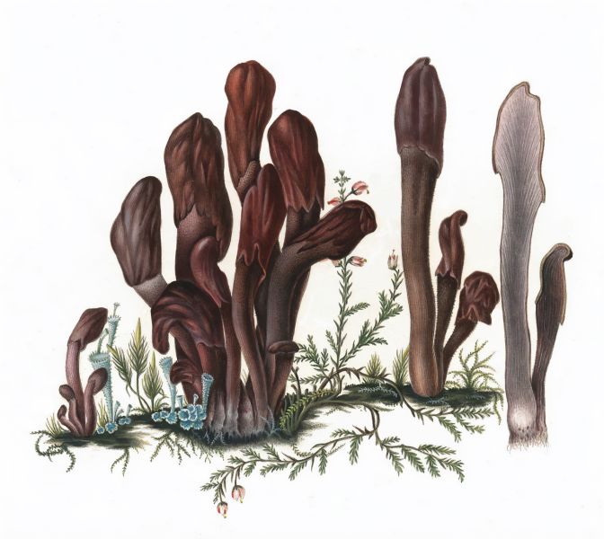 File:Fraie Irir 01.jpg