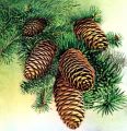 Payalwan Spruce A common tree found in the Eastern Highlands.